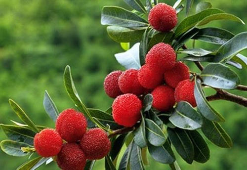 贵阳杨梅苗种植 贵阳杨梅苗种植