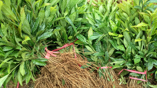 贵州杨梅苗种植