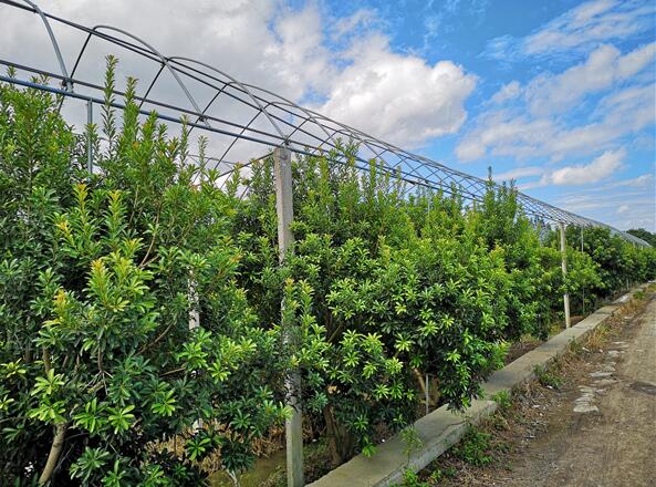 杨梅苗种植基地