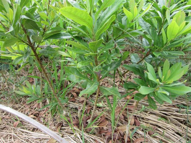 杨梅苗种植基地