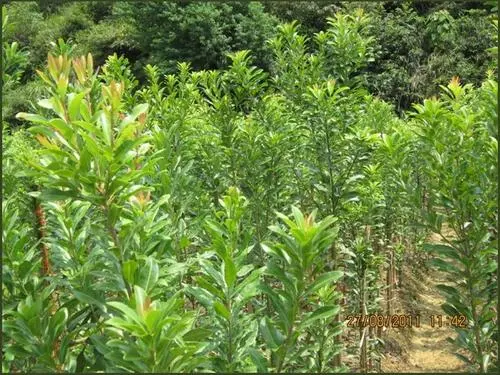 杨梅苗种植基地 杨梅苗种植基地