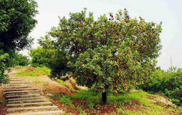 杨梅苗 杨梅苗
