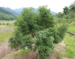 杨梅苗种植基地